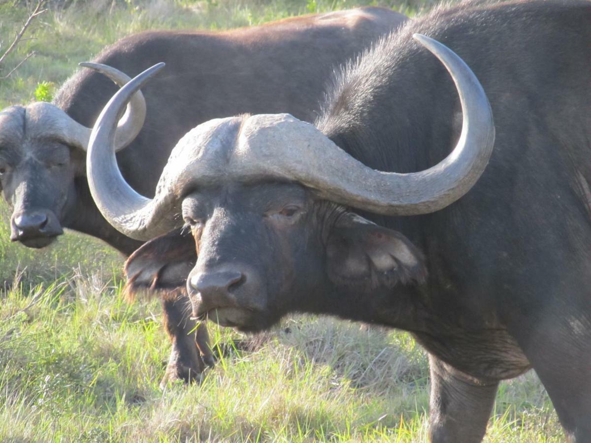 Addo Gateway Lodge Колчестер Екстер'єр фото