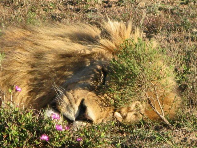 Addo Gateway Lodge Колчестер Екстер'єр фото