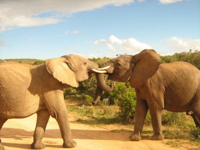 Addo Gateway Lodge Колчестер Екстер'єр фото