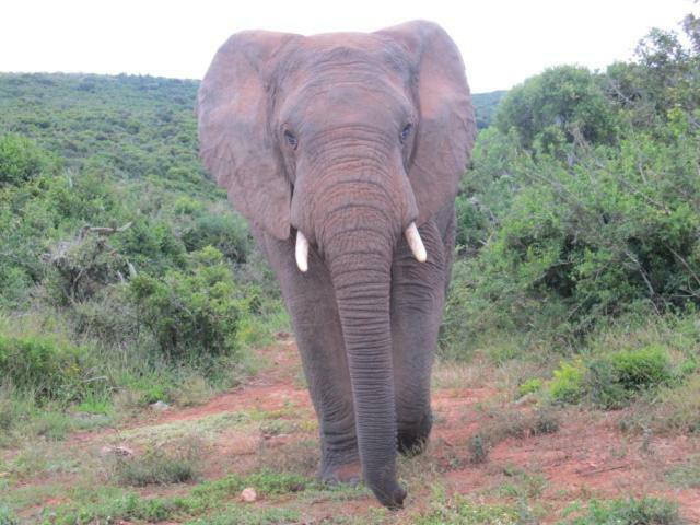 Addo Gateway Lodge Колчестер Екстер'єр фото