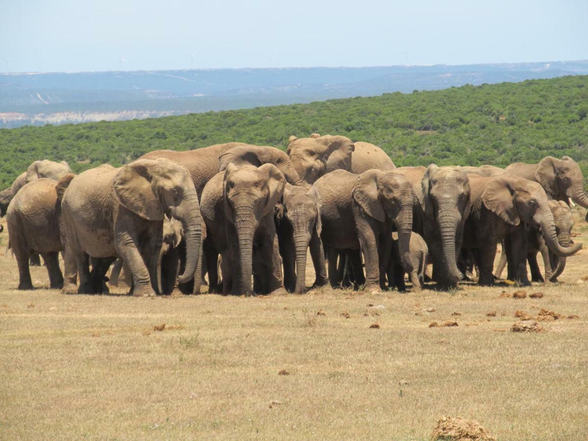 Addo Gateway Lodge Колчестер Екстер'єр фото